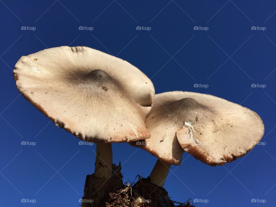 Big mushrooms with blue sky on the background 