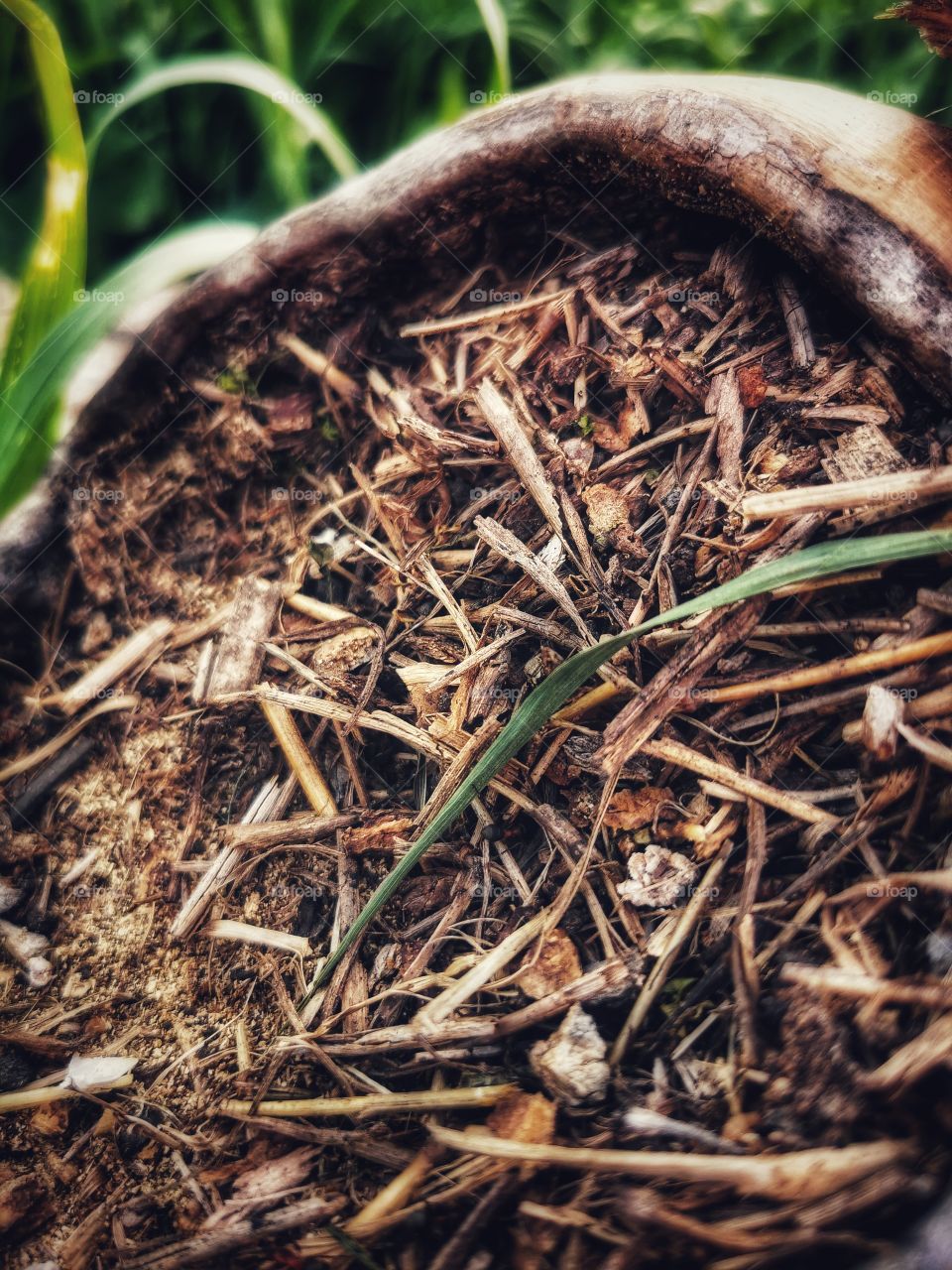 Forest day outdoor nature greens wild forest greens