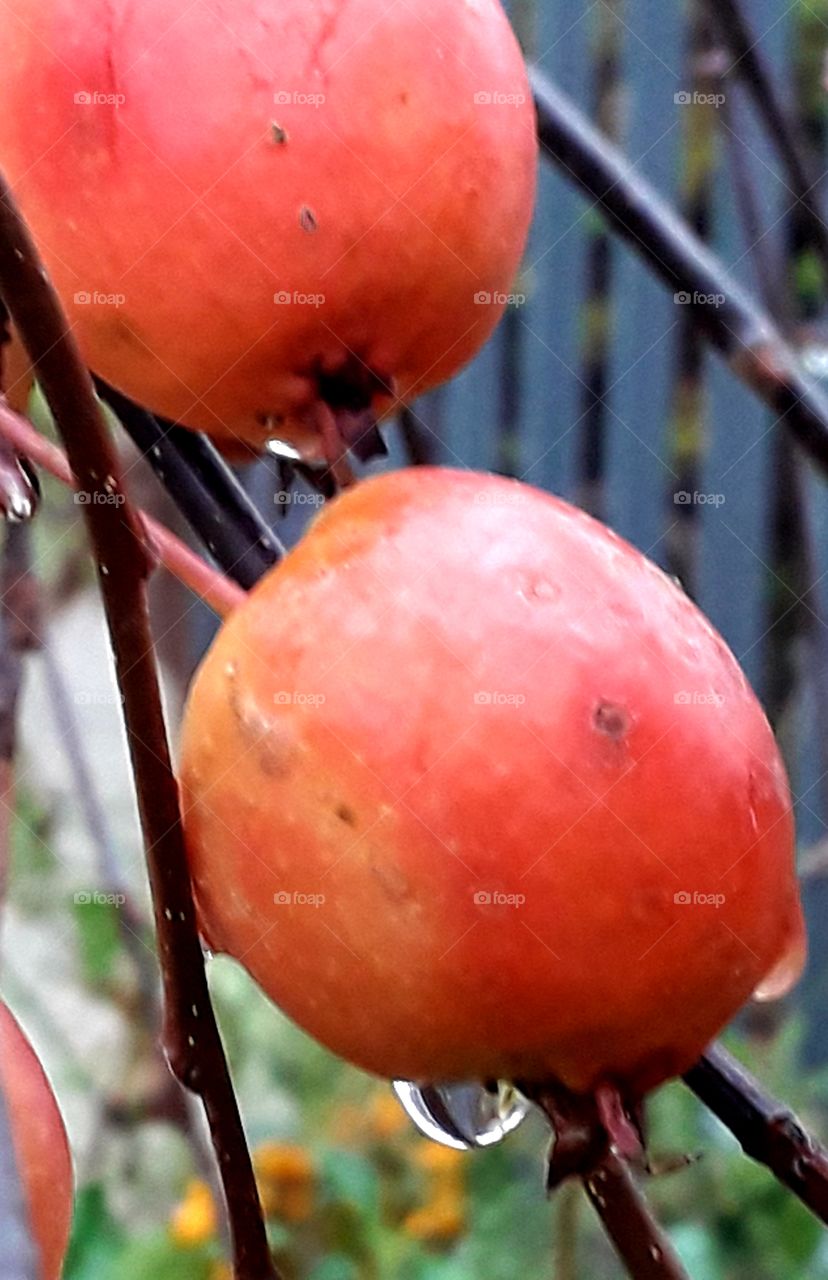 autumn garden  - wild apple tree  fruits with drops of dew