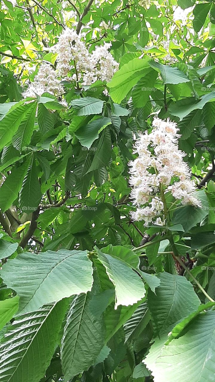 Flora tree with white chestnut flowers