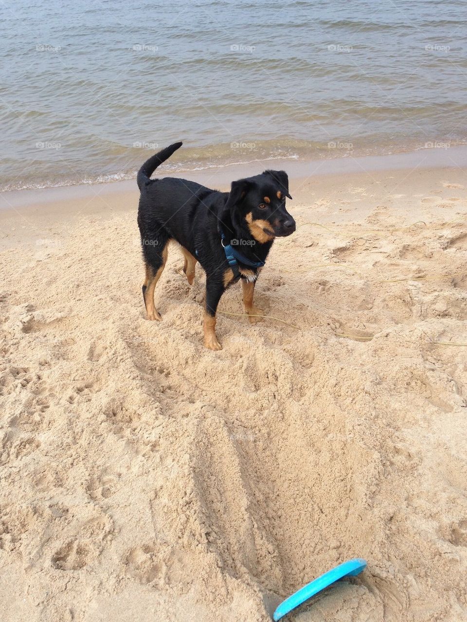 Beach puppy 