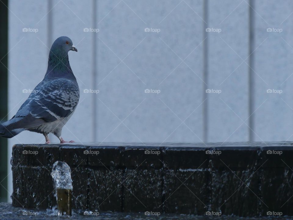 Pigeon 