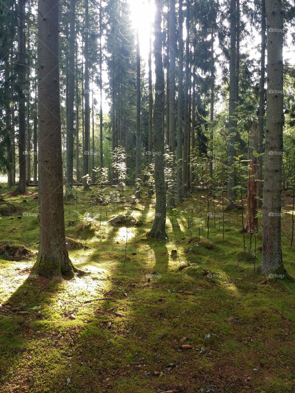 A walk in the forest