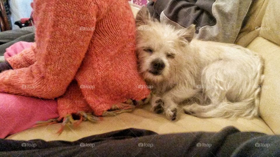 My dog and my daughter on the sofa