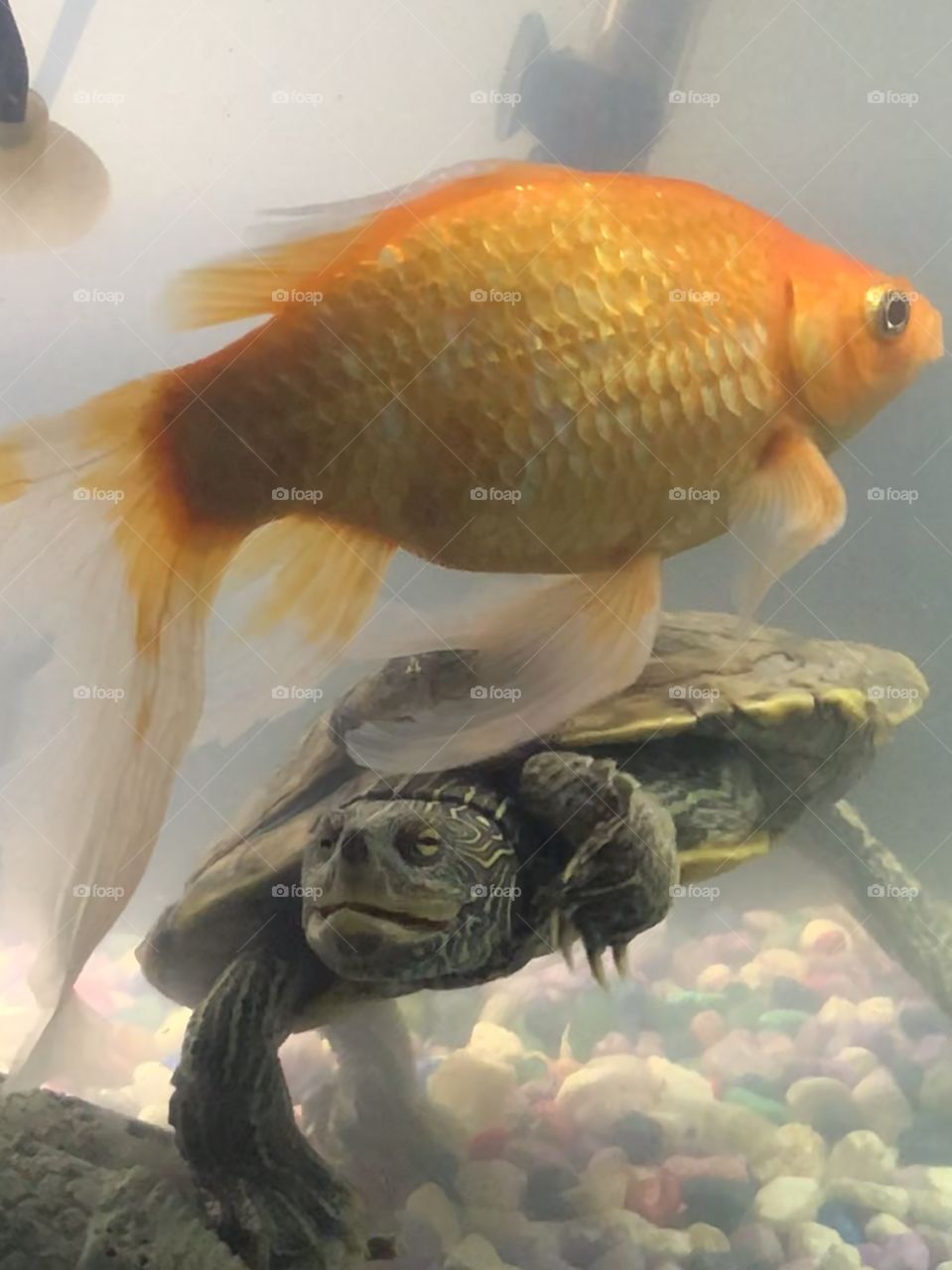 Fish and turtle