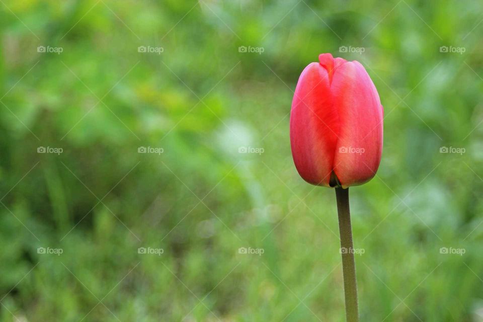 red tulip just about to open