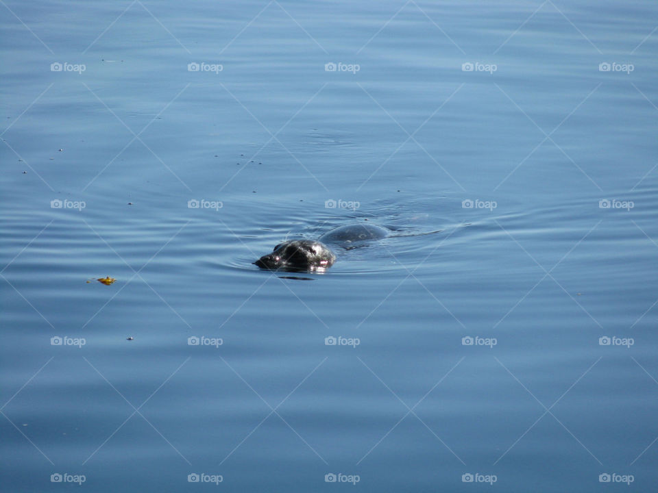 ocean blue water seal by jifkak