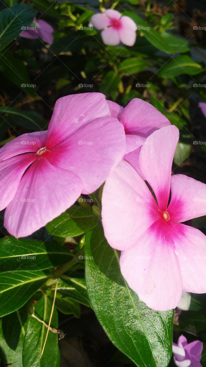 Flower, Nature, Flora, Leaf, No Person