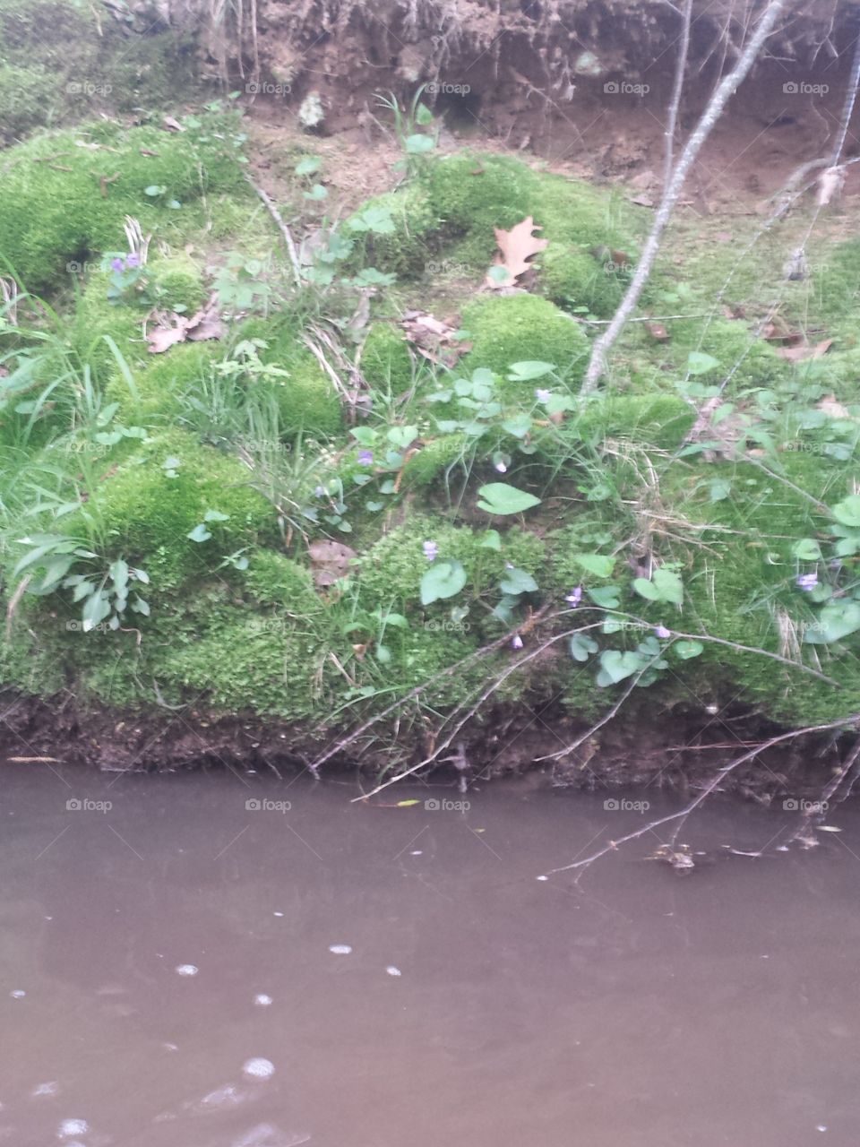 Mossy creek