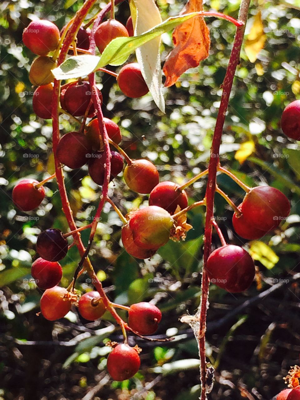 Berries