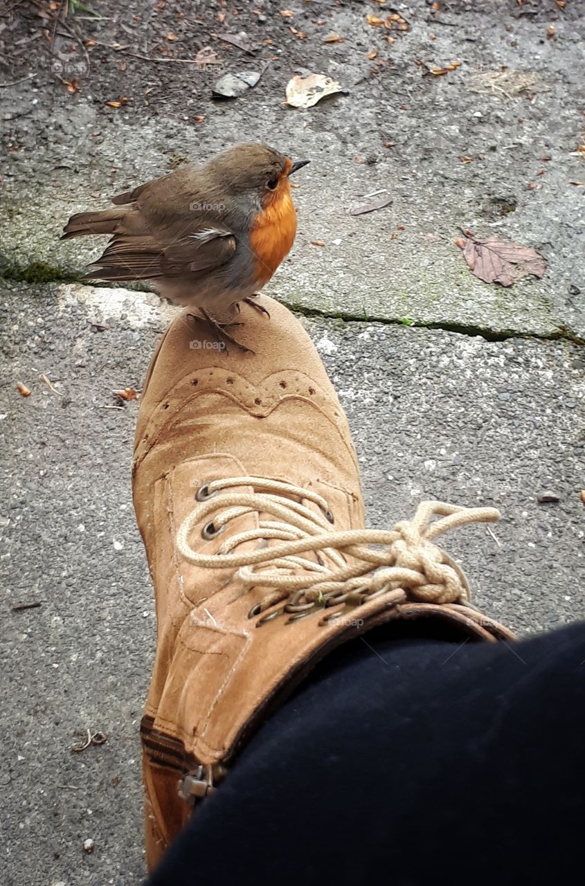 Little bird getting impressed with the shoes.