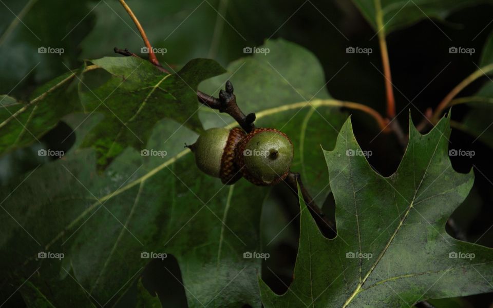 oka tree with acorns