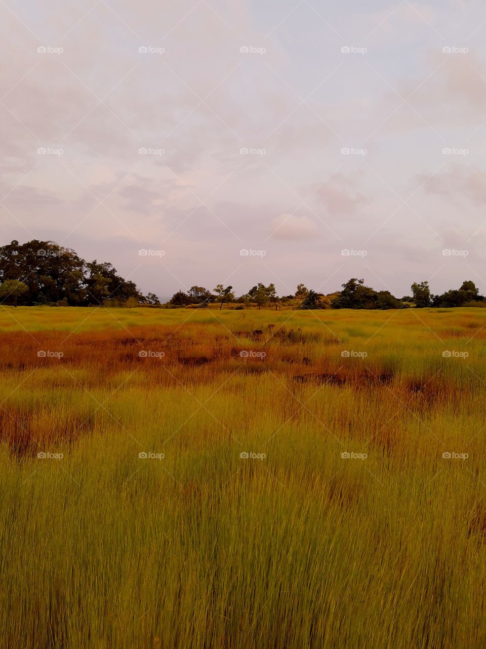 don't get strand in open grassland