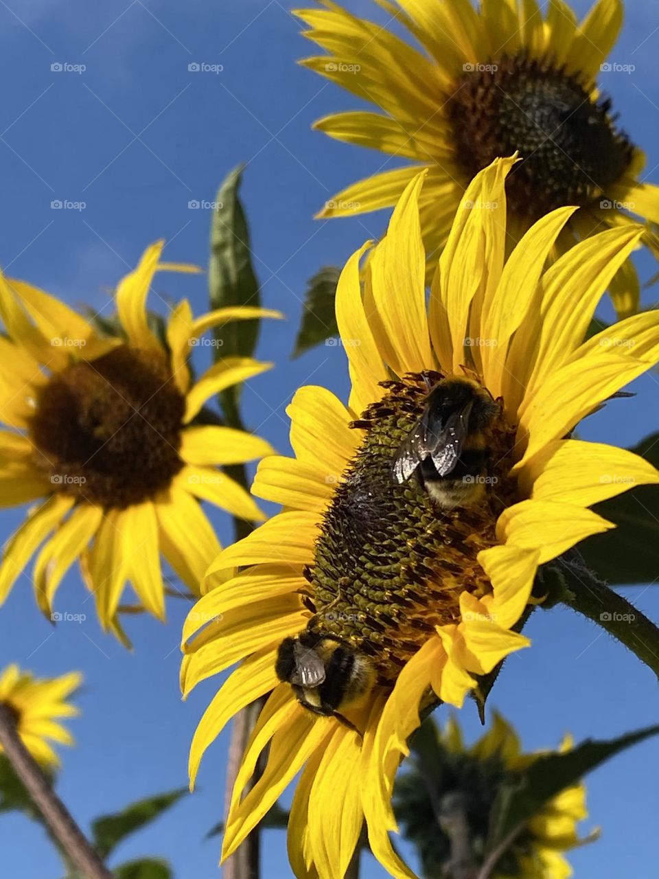 Bumblebee on sunflower