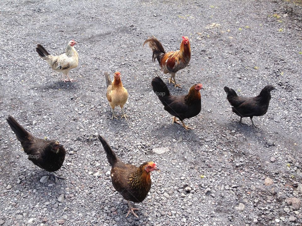 Chickens at the coffee farm