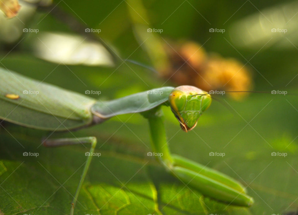 Green insect 