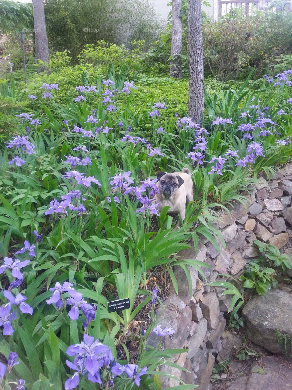 Just a Chinese pug standing in Japanese Iris