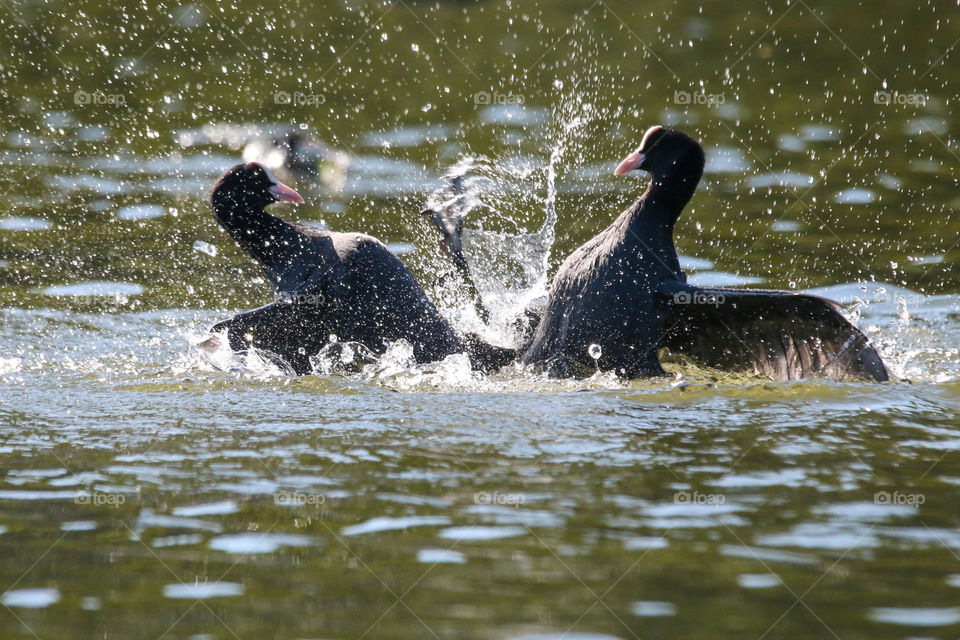 Waterbirds fighting in a pond