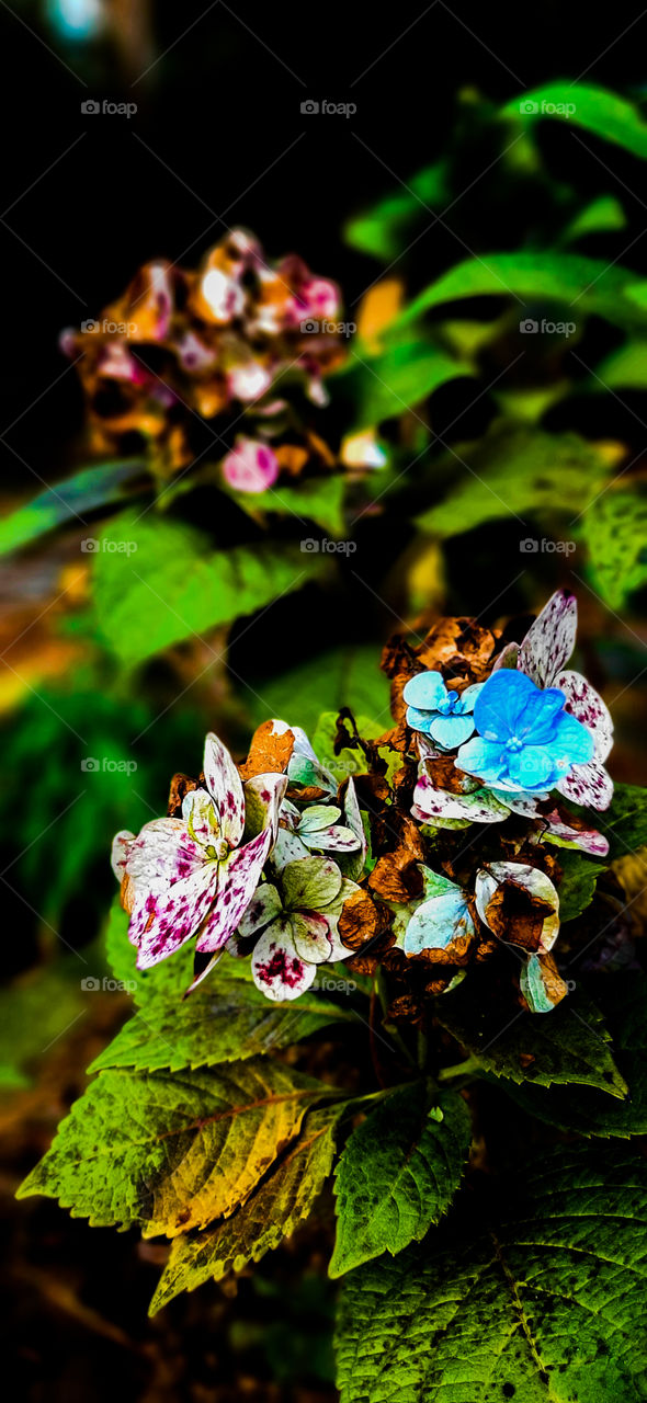 Hydrangeas in the fall