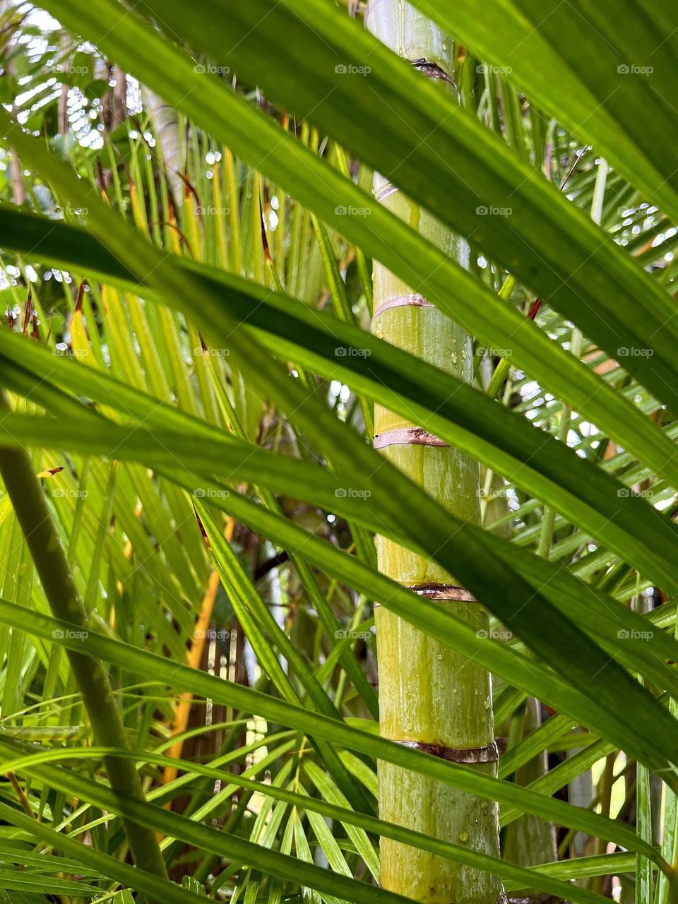 Bamboo plant surround by palm trees in a garden in Hawaii 