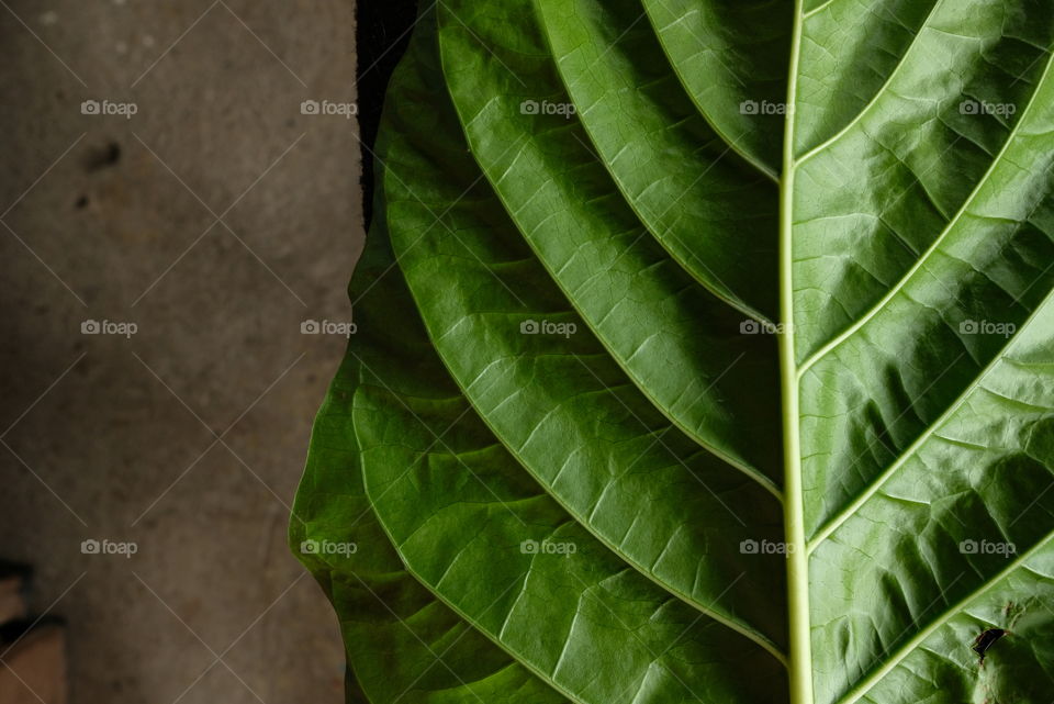 Non-green leaf texture on concrete floor