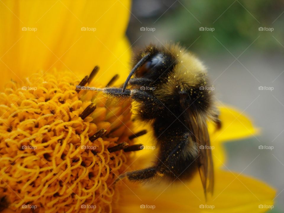 Bee on a yellow flower. 