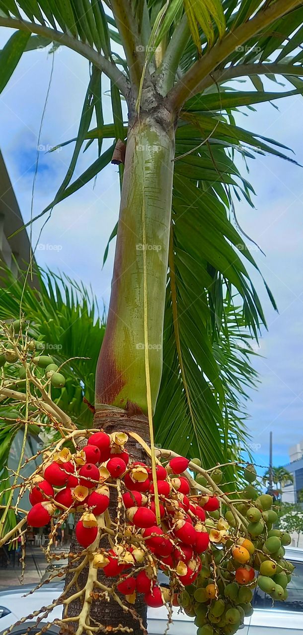 Contraste verde e vermelho