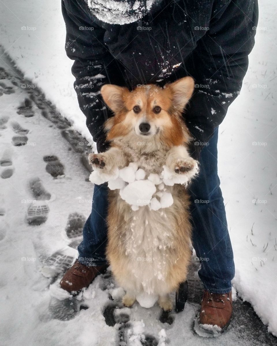 Corgi creates snowballs