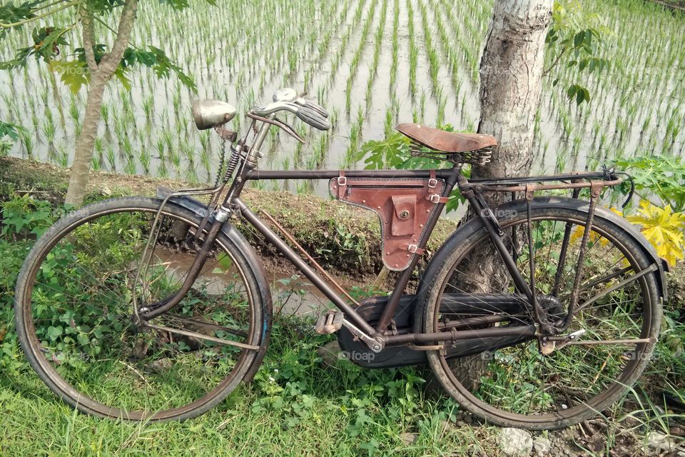 a bicycle against the rice fields