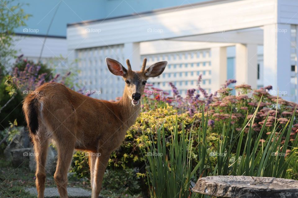 A wandering deer on a patio