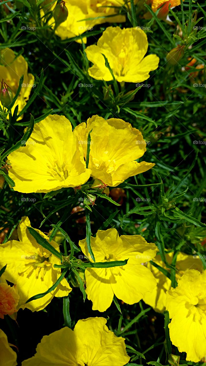 Yellow  Flowers . Yellow Flowers brightening up the neighborhood! 