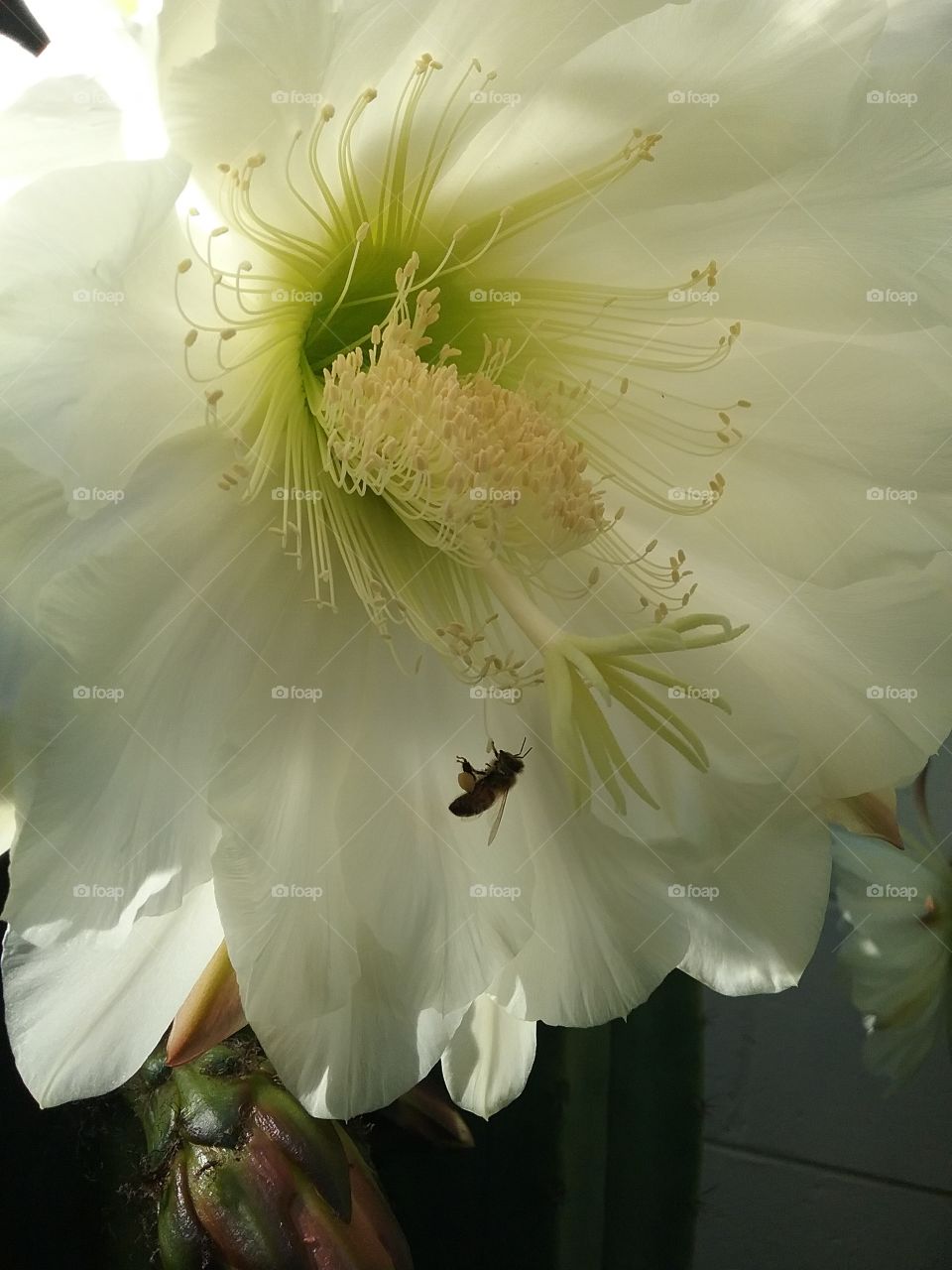 bee love Trichocereus flowers