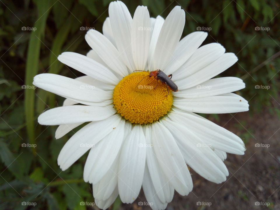 Beetle on a beautiful flower