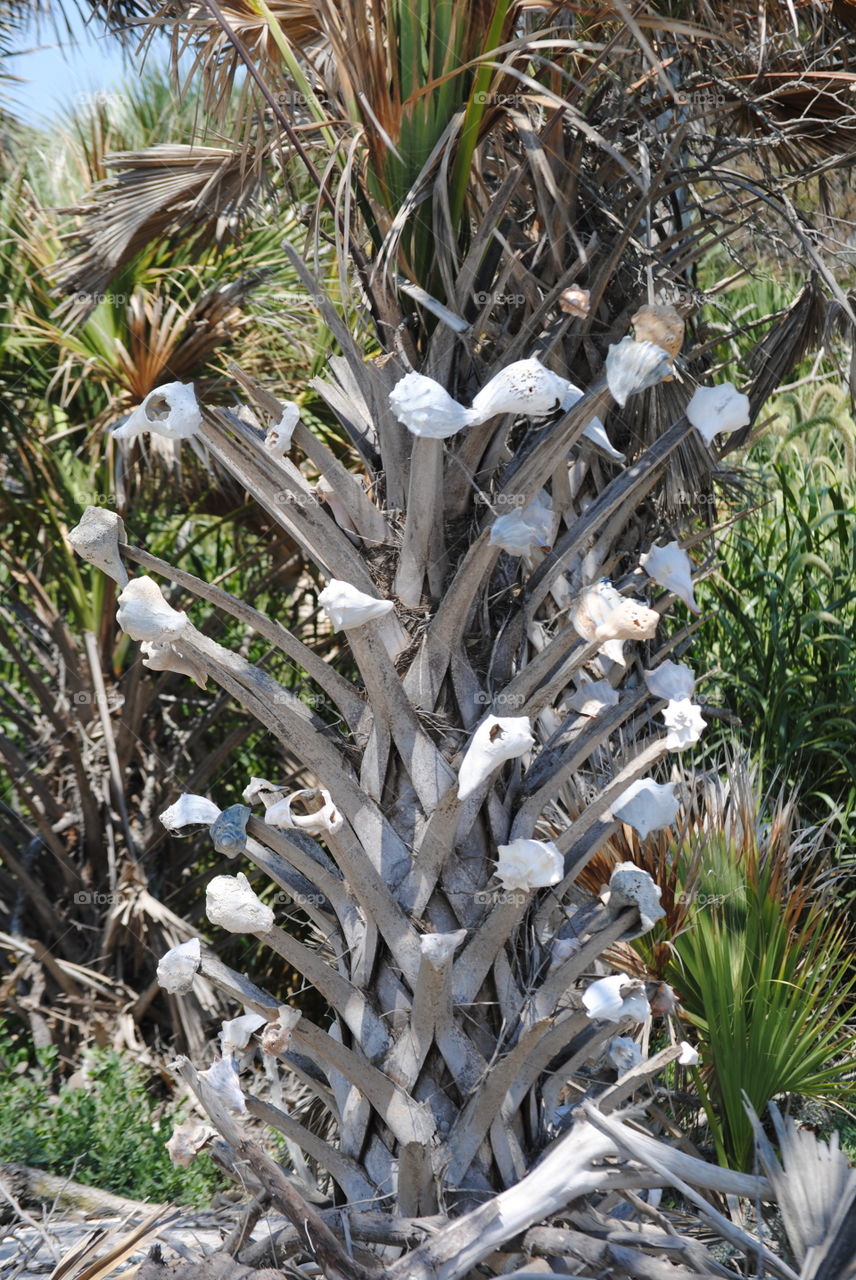 Sea Shell Tree 

at Botany Bay, South Carolina  you can't take the sea shells home, so tourist place them on trees.