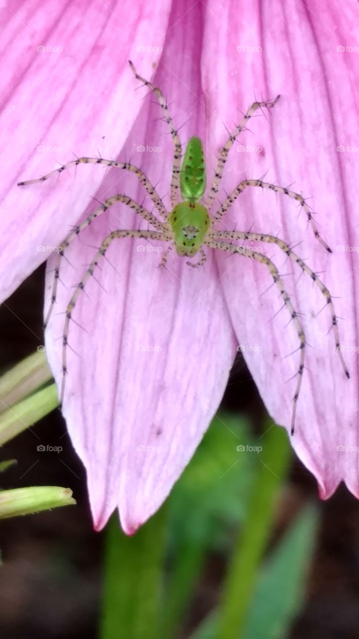 green Lynx spider