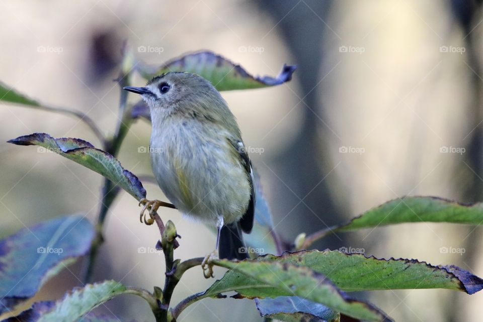 Goldcrest 