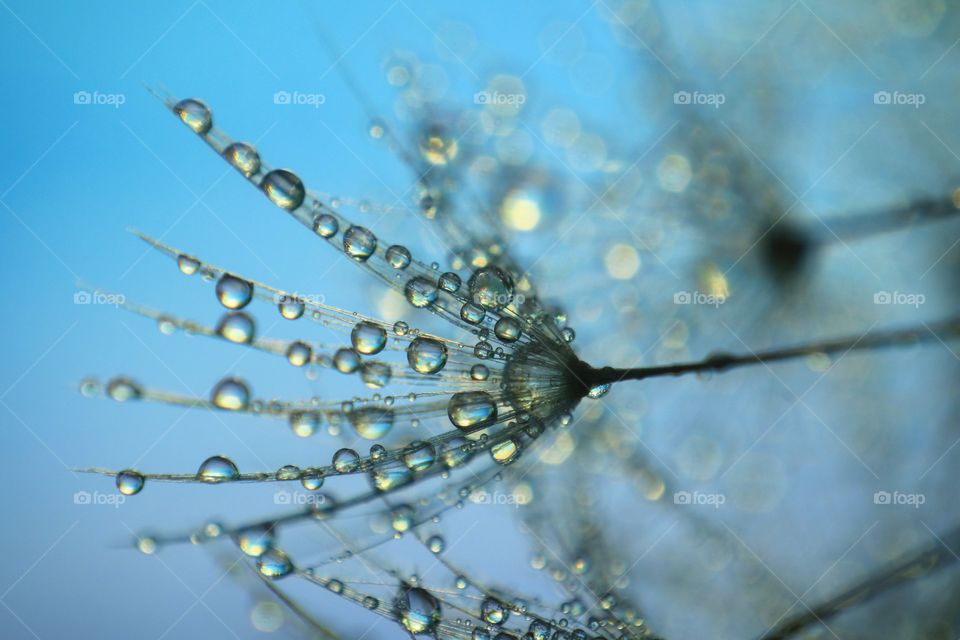 dandelion cover with waterdroplets