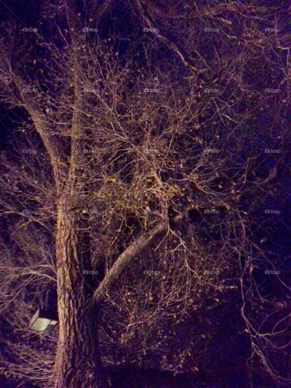 Night View Beneath Trees, Santa Fe, New Mexico