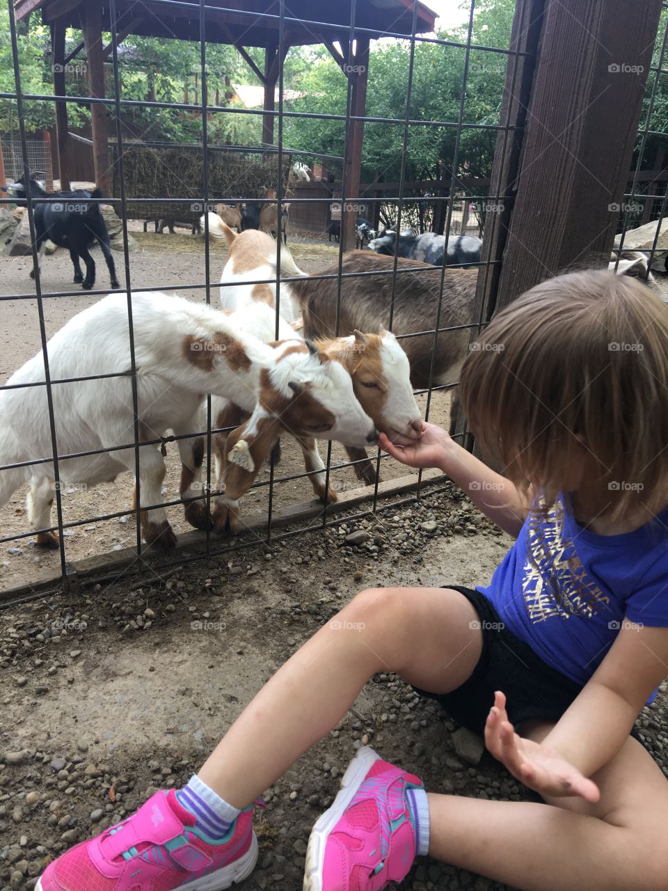 Feeding the goats. 