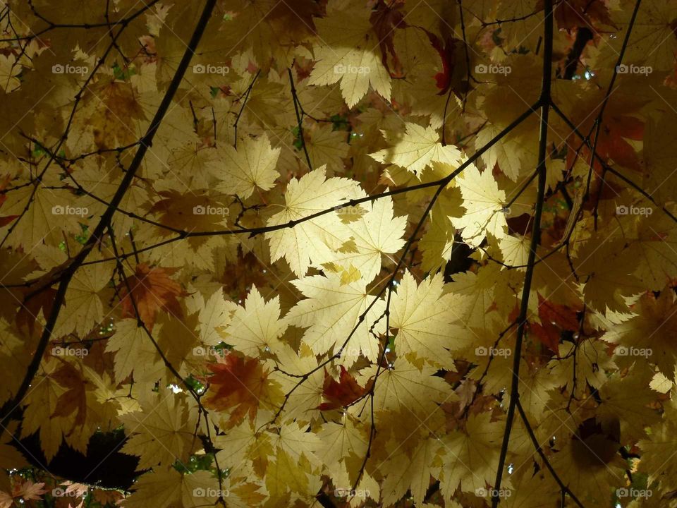 Pale Autumn Leaves