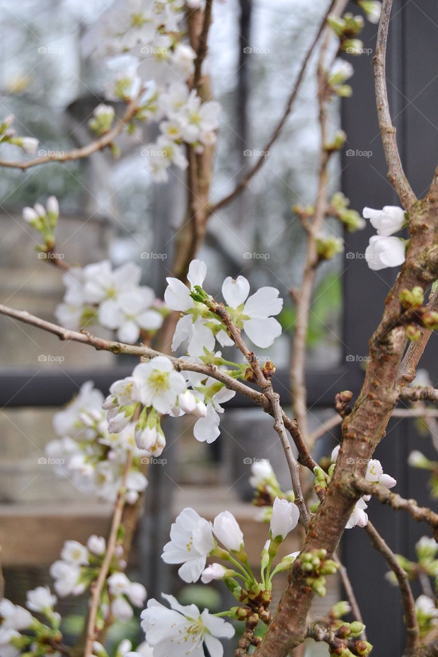 Apple blossom