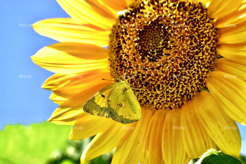 Sunflower and a butterfly 