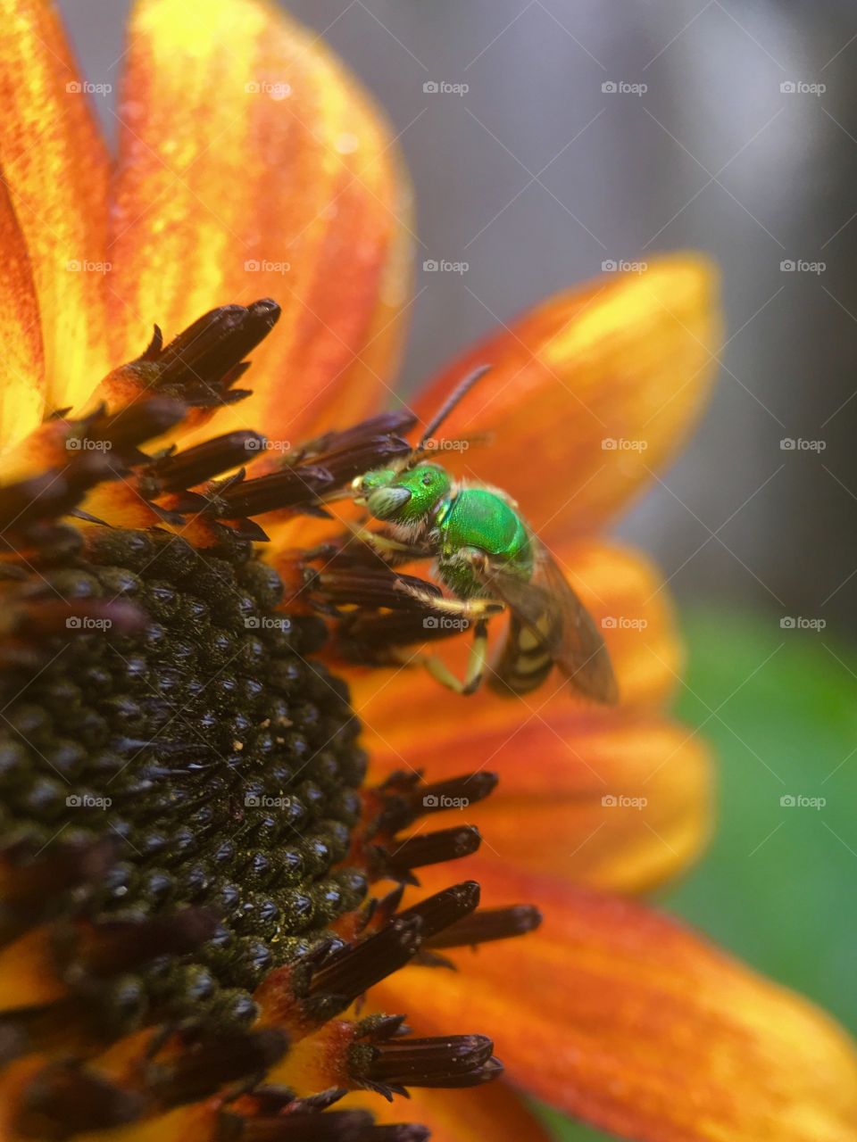 Bees in search for pollen