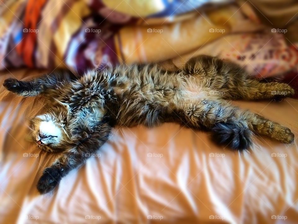 Kitty saving itself from the heat