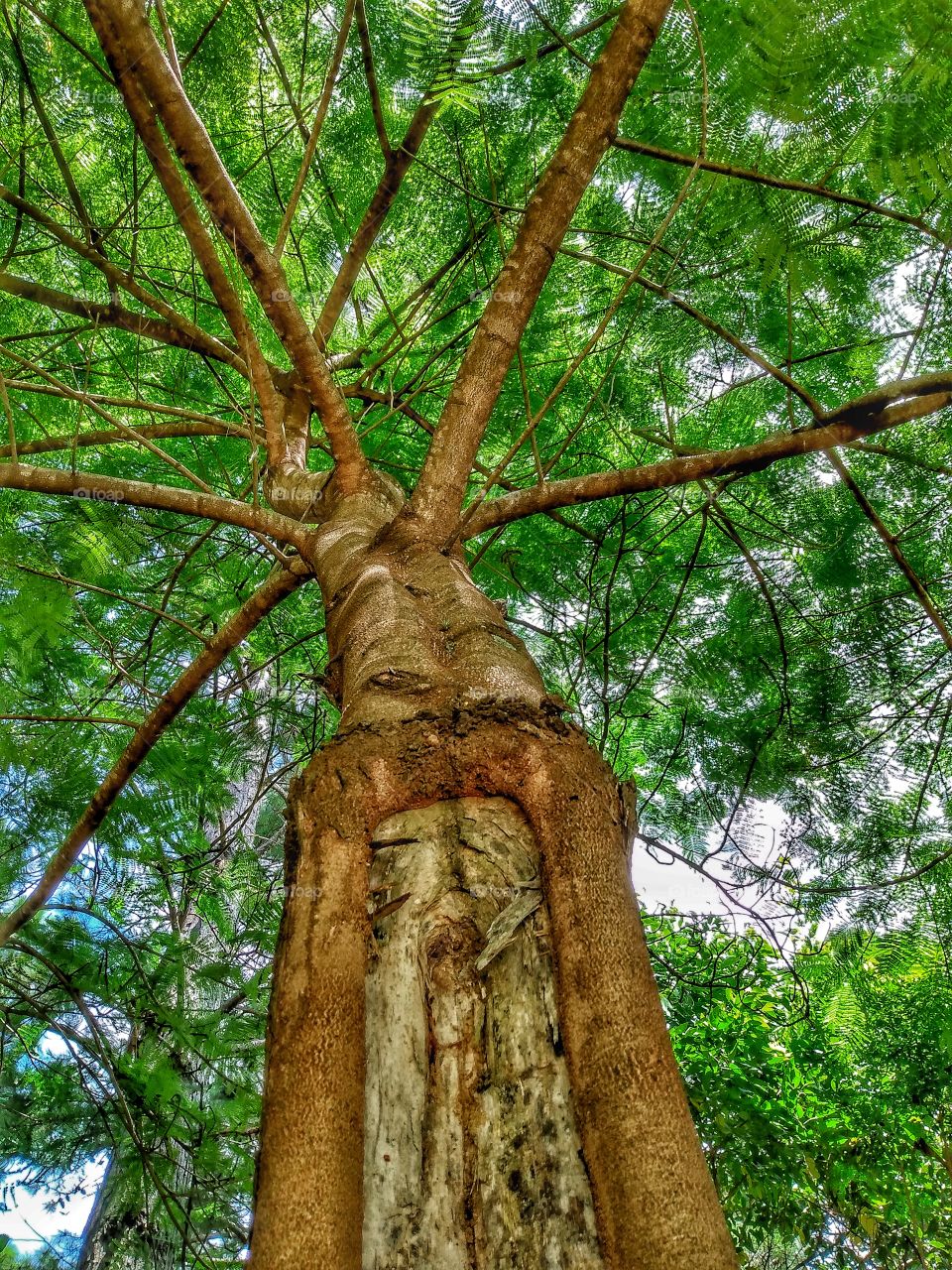tree seen from below