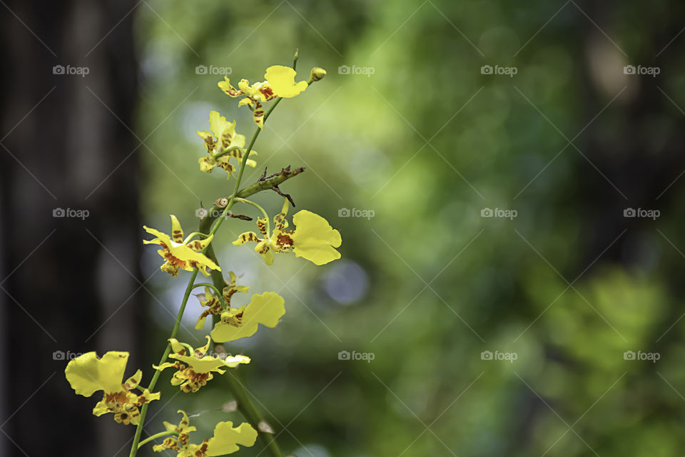 Beautiful yellow Orchid Background blurred leaves in the garden.