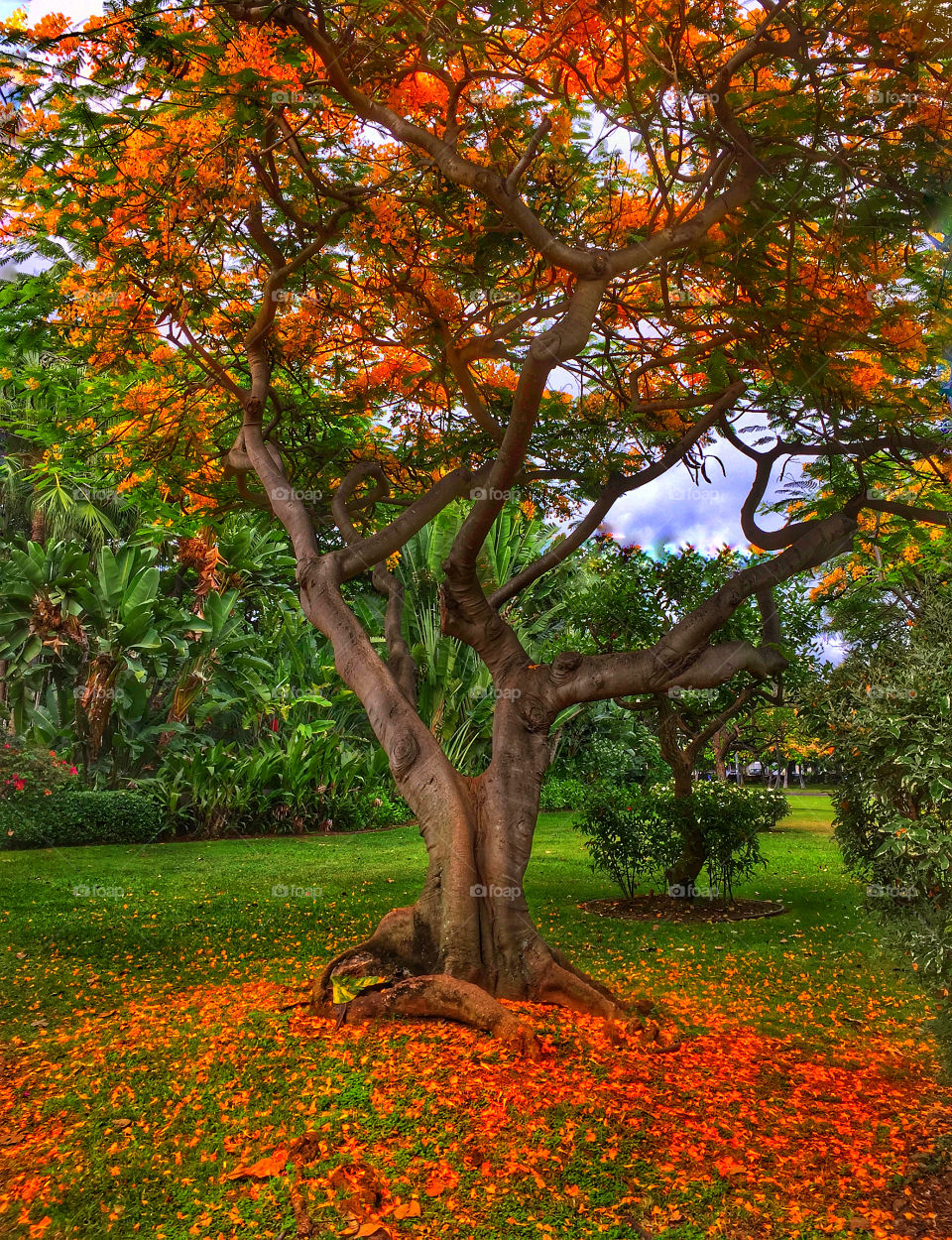 Royal Poinciana tree with blossoms covering the ground around the base of the tree