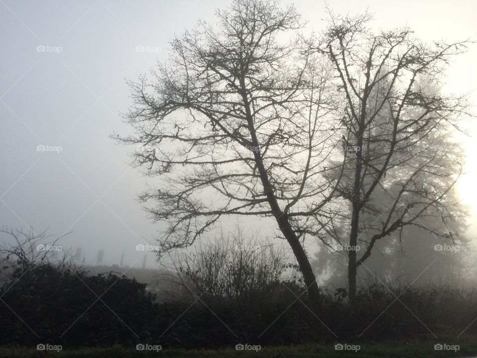 Tree, Landscape, Fog, Wood, Weather