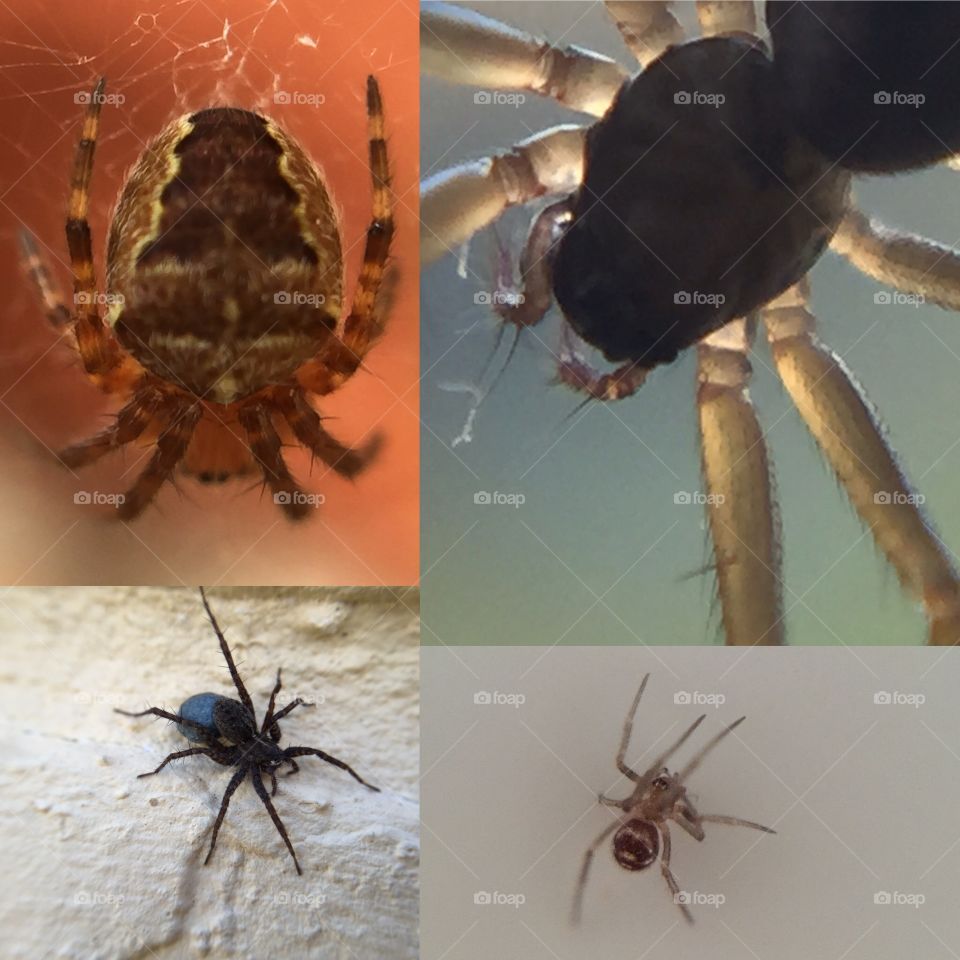 Various tiny spiders. . Had an olloclip moment and found a few spiders around the house and garden. 