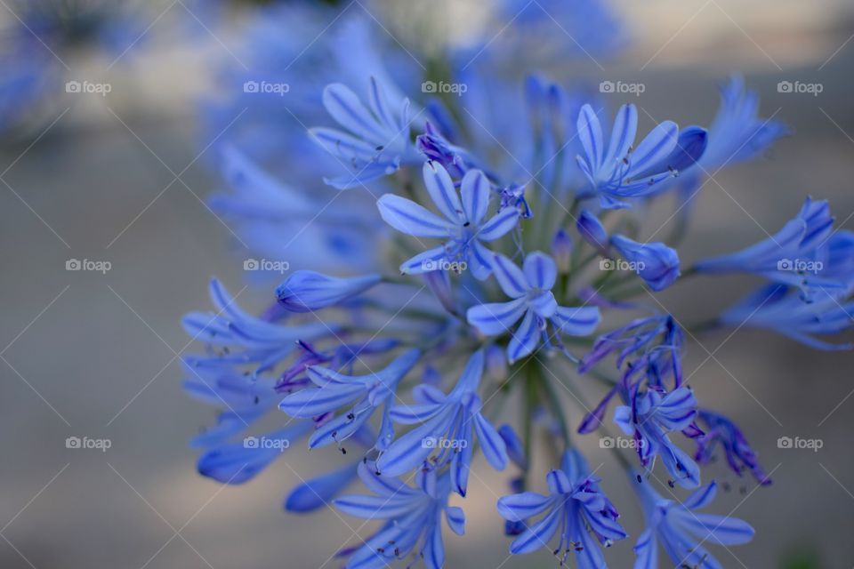 Beautiful fresh  Blue flowers 